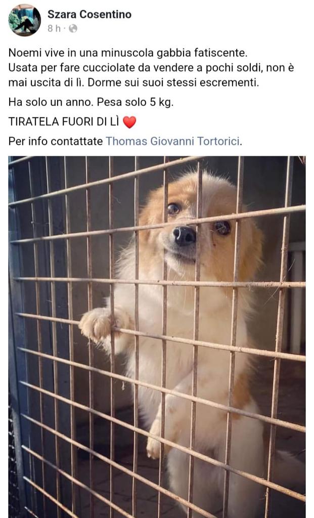 GabriellaBargh1's tweet photo. NOEMI UNA FATTRICE DA LIBERARE
RTRTRT BASTA HA SOLO UN ANNO
STRONCHIAMO QUESTA PRIGIONIA
DEVE VIVERE COME TUTTI I CUCCIOLI
🙏🙏🙏🙏😭☘️🐾🌺🥰🌹💔💔💔🐞 https://t.co/k856cyqQXv