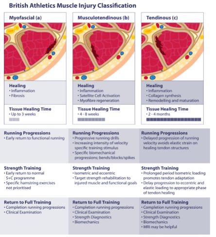 ماهي المعايير التي تحدد  العوده للرياضه بعد الاصابه ؟

قامت المجله البريطانيه BAMIC باخر بحث لها بعمل تصنيف حديث للاصابات العضليه ، يشمل تحديد مكان الاصابه وبدايه فتره التاهيل ، وفتره الالتئام ، لتحديد الوقت المناسب للعوده