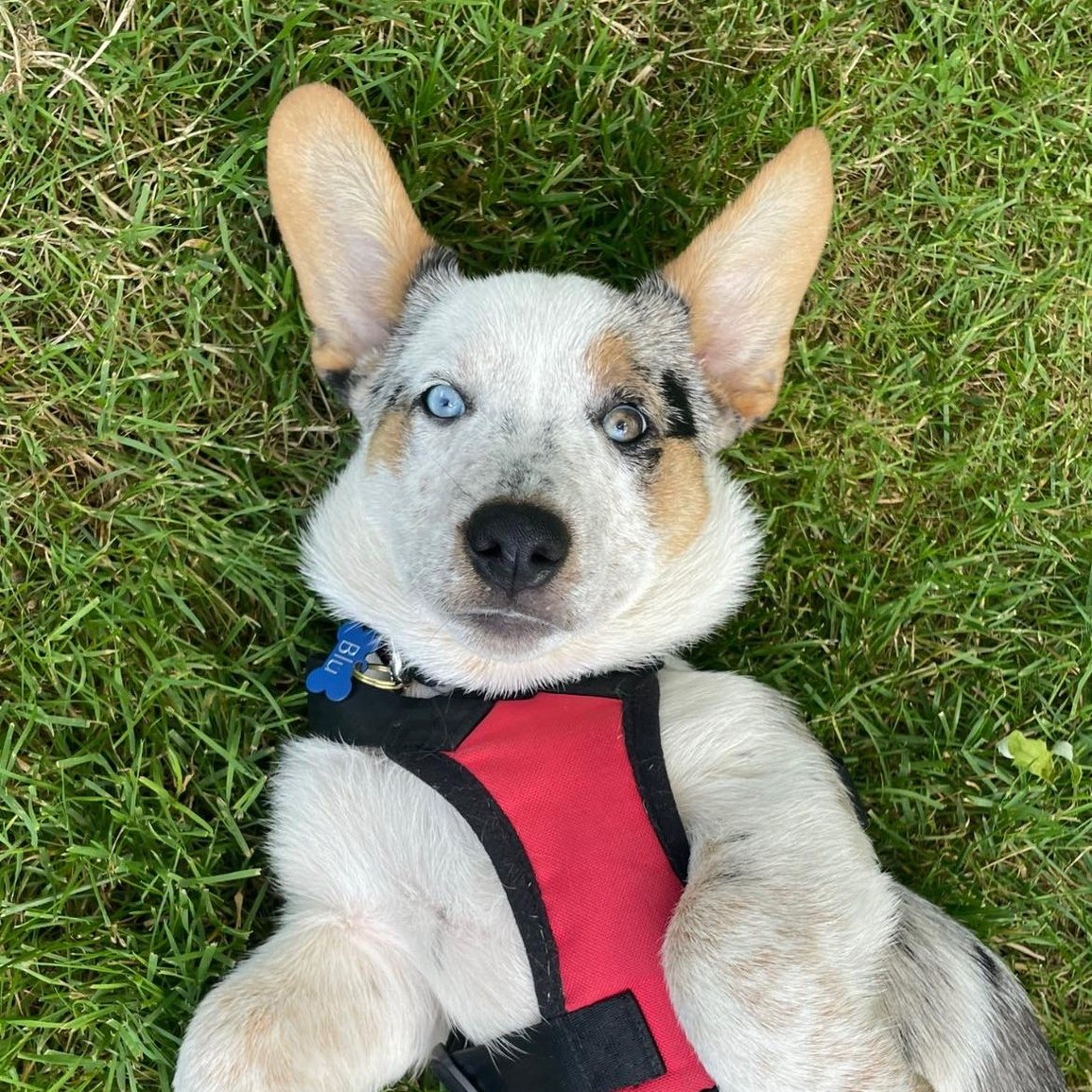 Meet Blue - one of our #dogsofthewintermarket! Join us Sunday 10am-2pm at Port Moody Rec Centre for our first winter market of the season.
