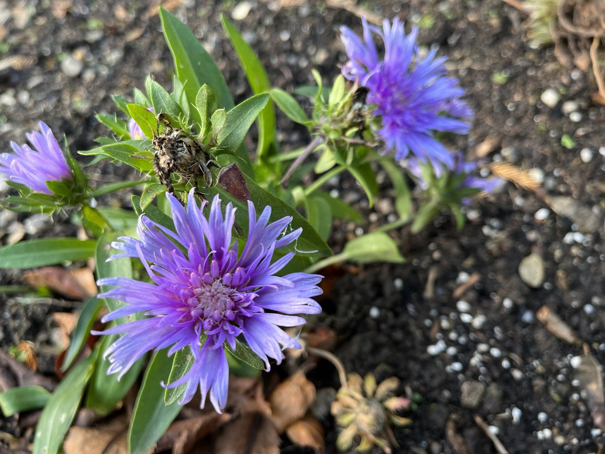 jmooney501's tweet photo. Things that caught my eye in the #garden today. 

Beautiful light and working conditions in the north west of Ireland #GardeningTwitter #gardeninspiration https://t.co/atLCQ59Yff