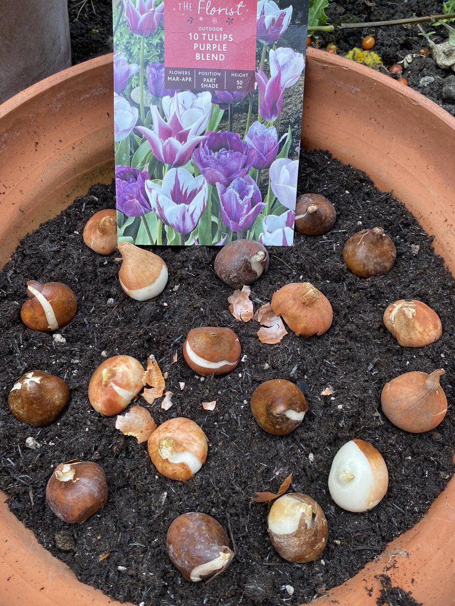 Bulbs are all now planted in pots and sit on the patio. Just a case of wait till the spring for a colourful display #GardeningTwitter