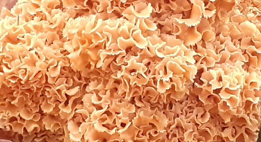 Gekookte pasta? Nee, een #grotesponszwam van dichtbij. Enorm hoeveel variatie #paddenstoelen vertonen!