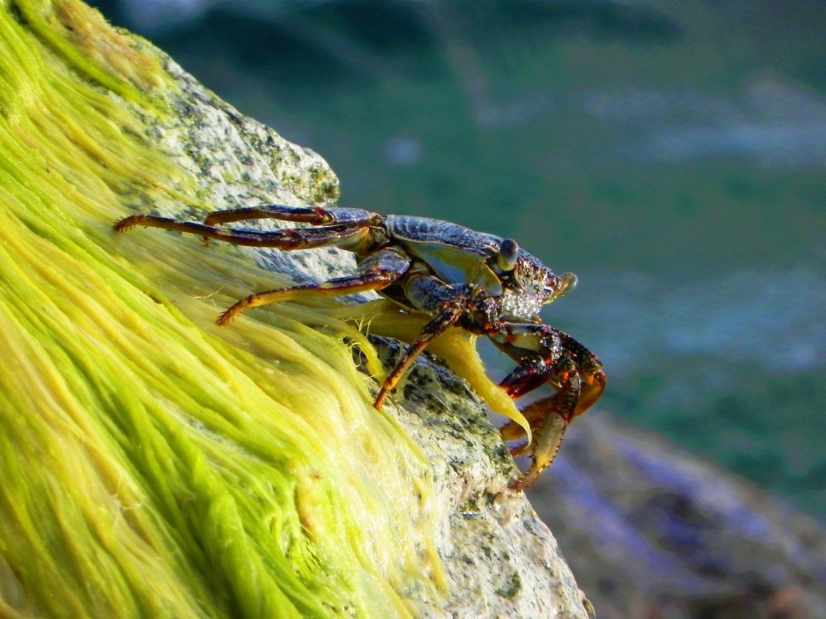Aruba Crab on the edge of stream. 
Photo credit/Adam Steinfeld
