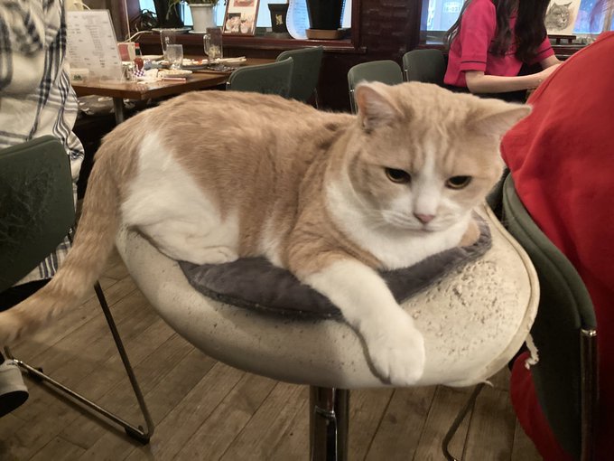 担当さんらと数人で猫居酒屋行ってきた!!人懐こくてめちゃカワでした🫶 