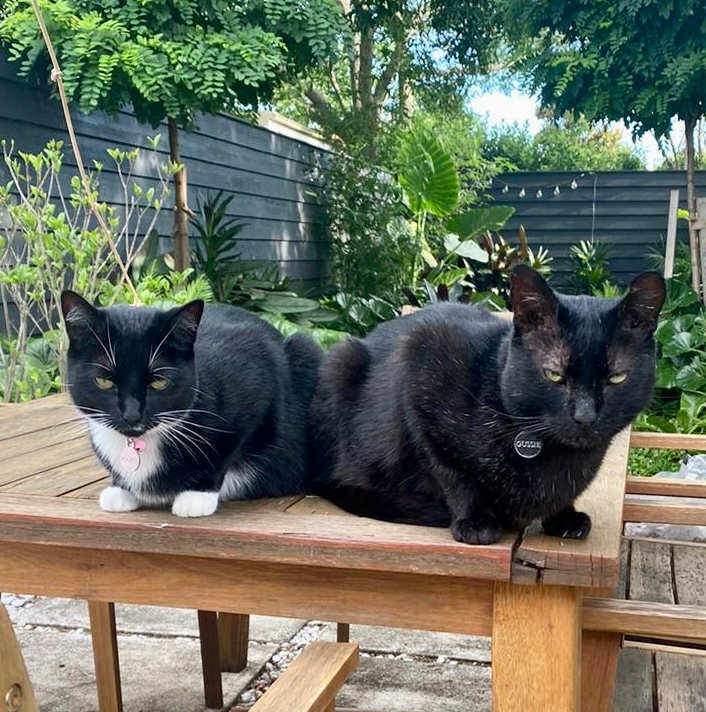 catprofiler's tweet photo. This is Lucy from Sydney, Australia!  She had already had four babies when she was rescued.  Teenaged mom! Scroll to see how she grew up at her forever home!  Living the dream Down Under! 🇦🇺😻🌏️  https://t.co/lzbF82sazS https://t.co/Qoxri9yRt5