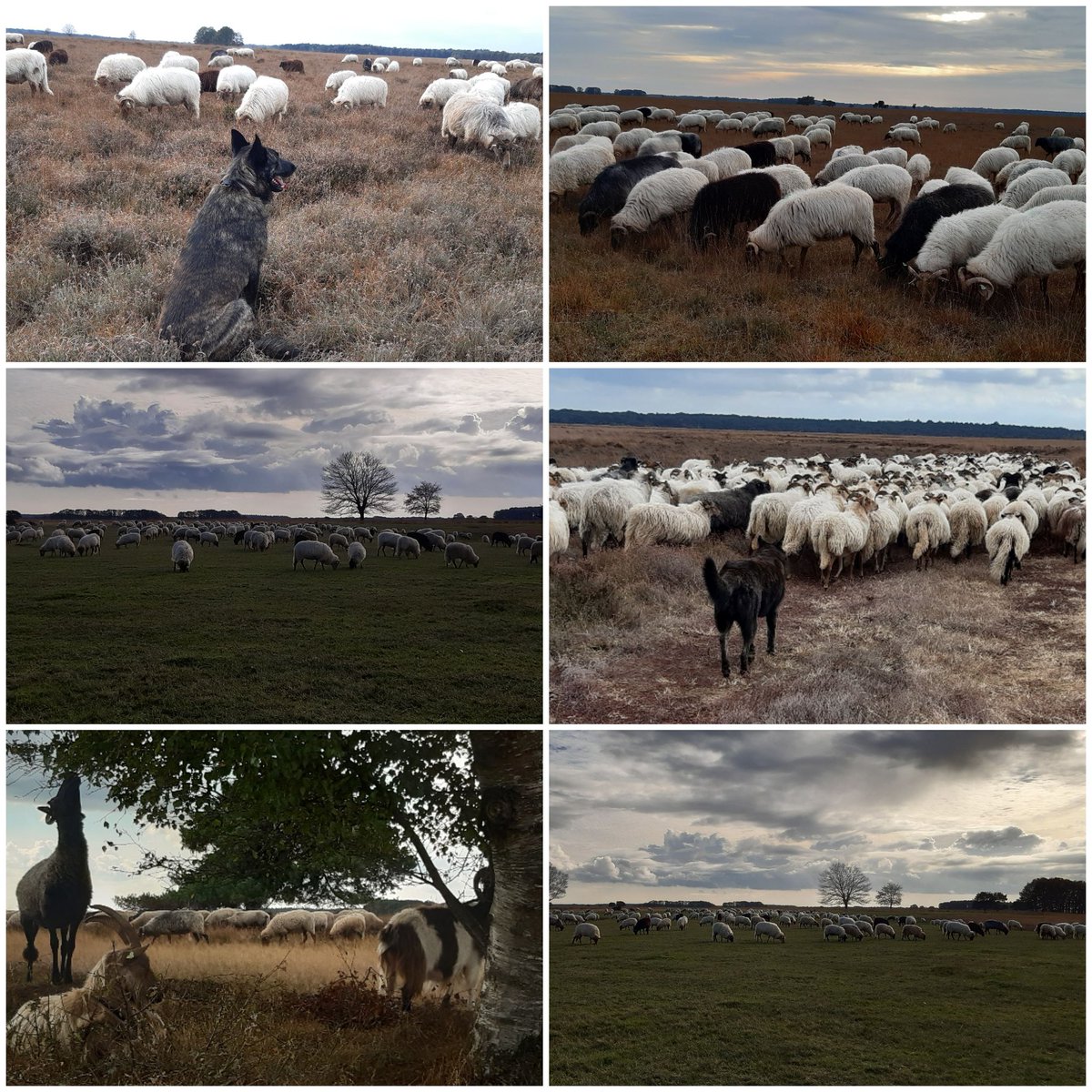 Heide &amp;  schapen...
#DrentseHeideschapen
#SchaapskooiAchtertZaand vandaag.
#gescheperdebegrazing
#heidebeheer
#schapenbegrazing
#Hollandseherder
Dagelijks beheer van het #Dwingelderveld 
@Natuurmonument
<a href="/N2000drenthe/">Natura 2000 Drenthe</a>
