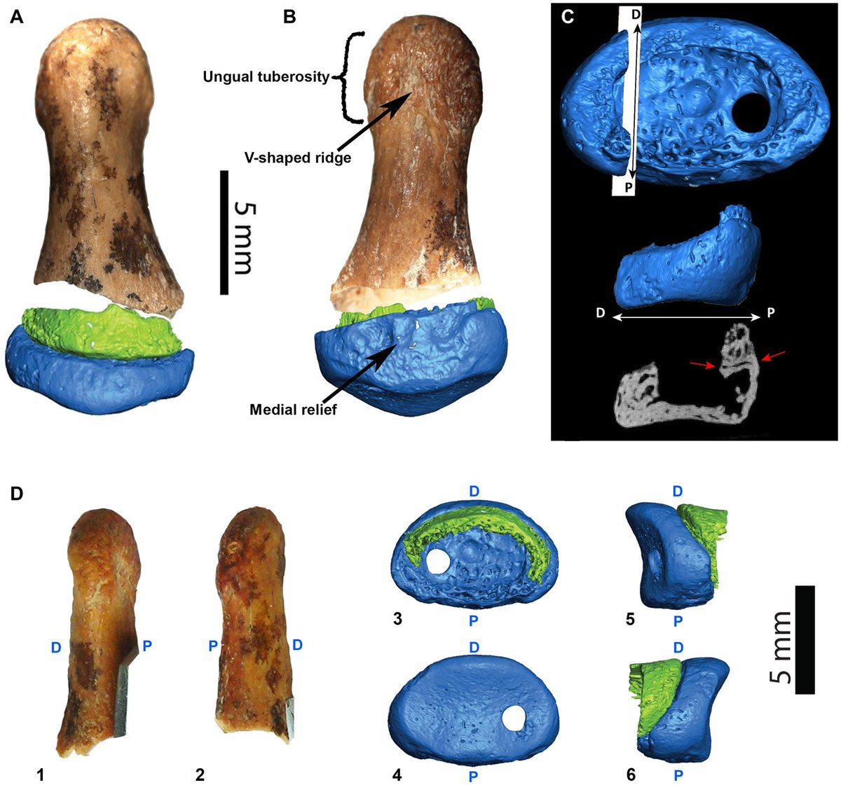 La morfología de esta falange denisovana es más próxima a la de los humanos modernos que a la neandertal:
Morphology of the Denisovan phalanx closer to modern humans than to Neanderthals science.org/doi/10.1126/sc…