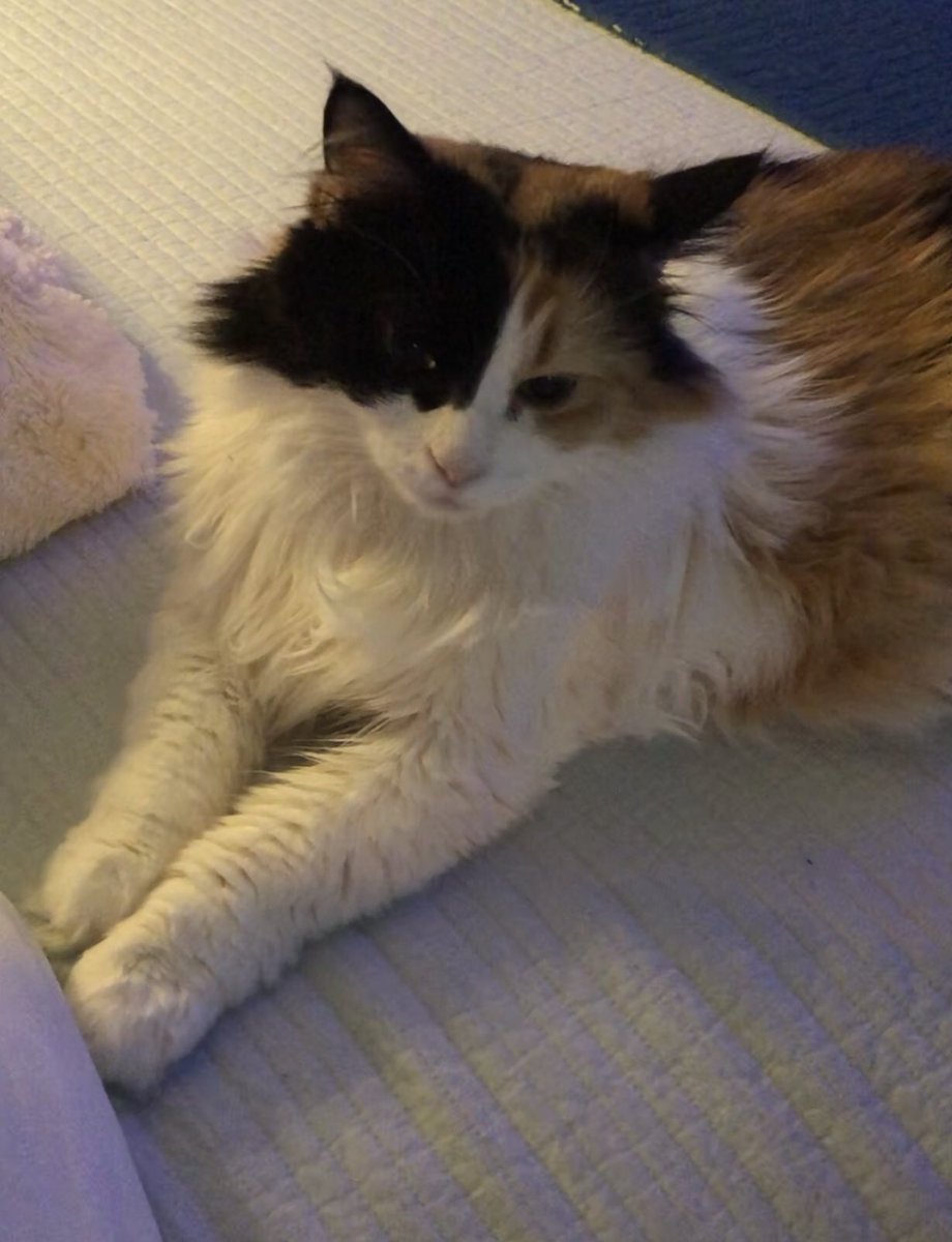 Taking it easy on a very rainy &amp; very chilly day ... cozy with mom and the tv turned down low, Bix