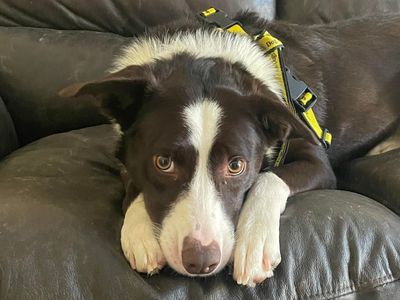 Please retweet to help Macey find a home #LOUGHBOROUGH #UK 

Aged 5-7, Macey has been overlooked for a long time now. She is looking for an adult home as the only pet. Please share ❤️

DETAILS or APPLY👇
dogstrust.org.uk/rehoming/dogs/…………

#dogs #pets #AdoptDontShop