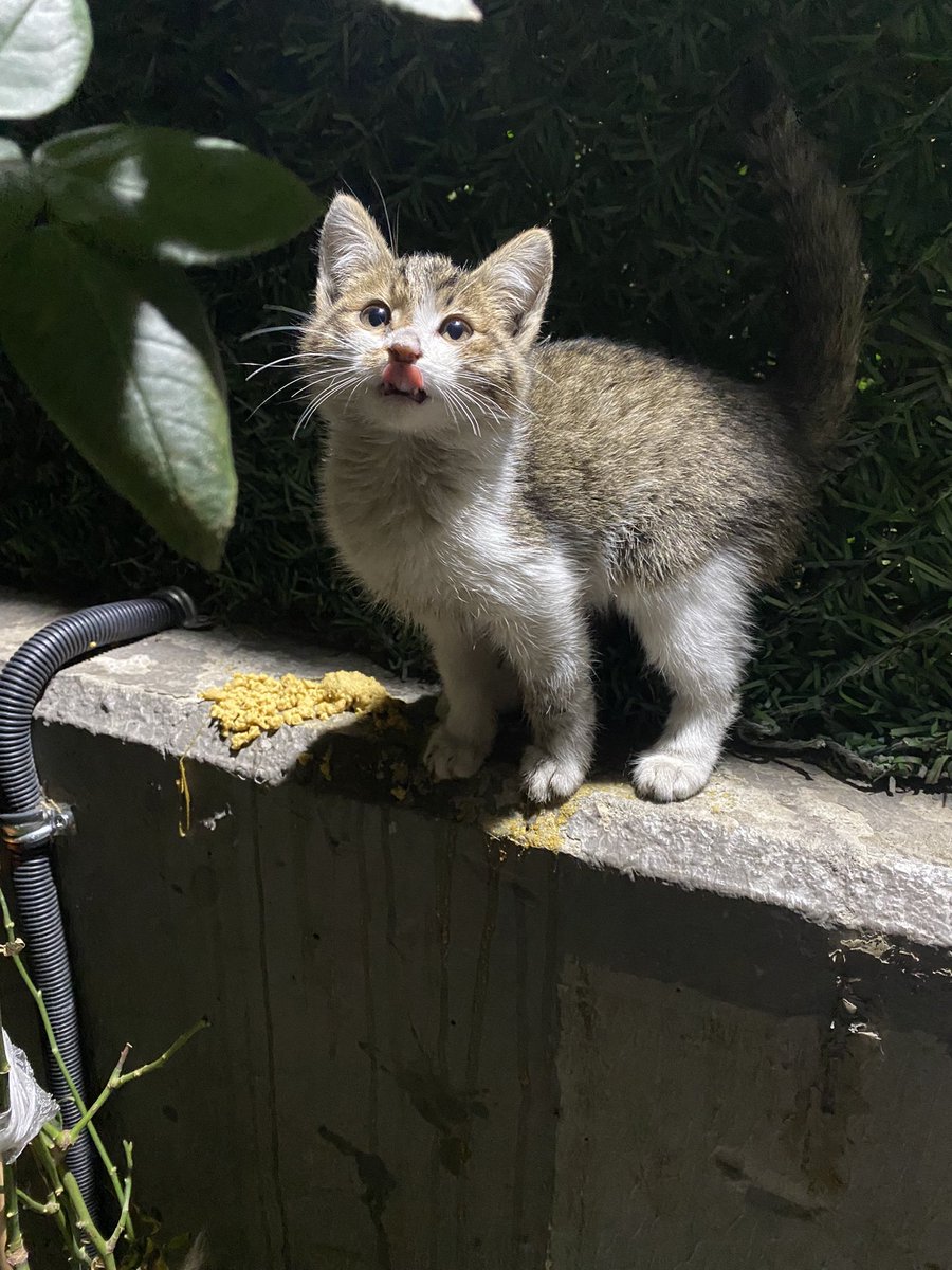 Dünya tatlısı kediye YUVA (rt lütfen)