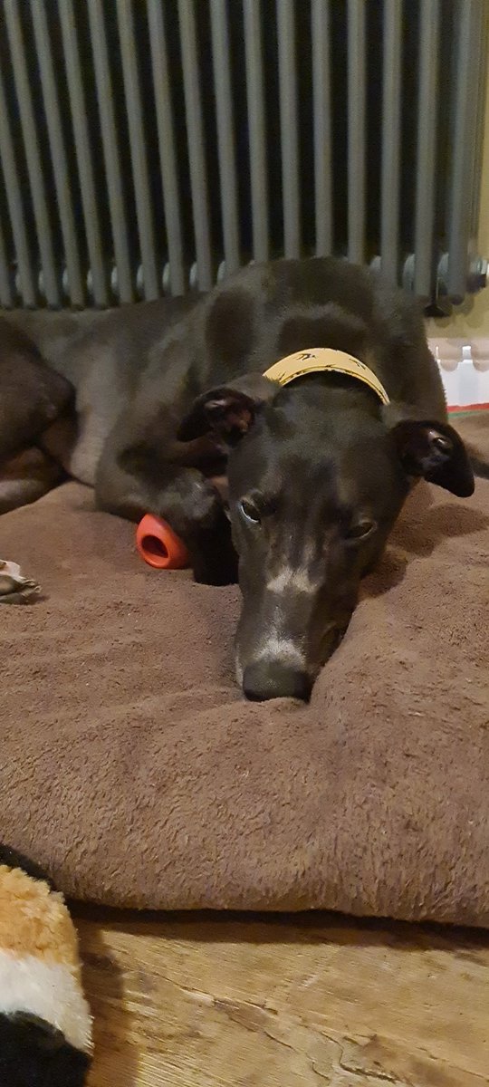 darrelldevries's tweet photo. #PetClassics Here's our, just turned 4, ex-racing greyhound Sammy, perfectly chilled listening to #classicfm https://t.co/w0NAiuJ9P9