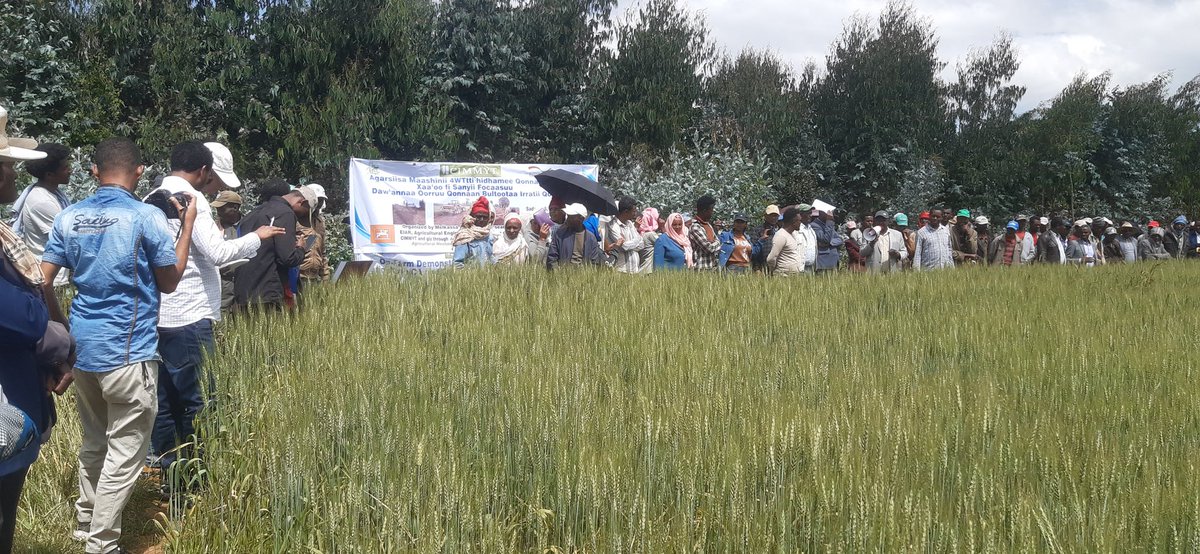 AbrhamKassa20's tweet photo. Today #CIMMYT prepared field day on CA trial farms which is  #mechanized and planted using #AMAZONE direct seeder and other CA  planters @Assela, Teyo Woreda #Ethiopia https://t.co/Ts5o512hUR