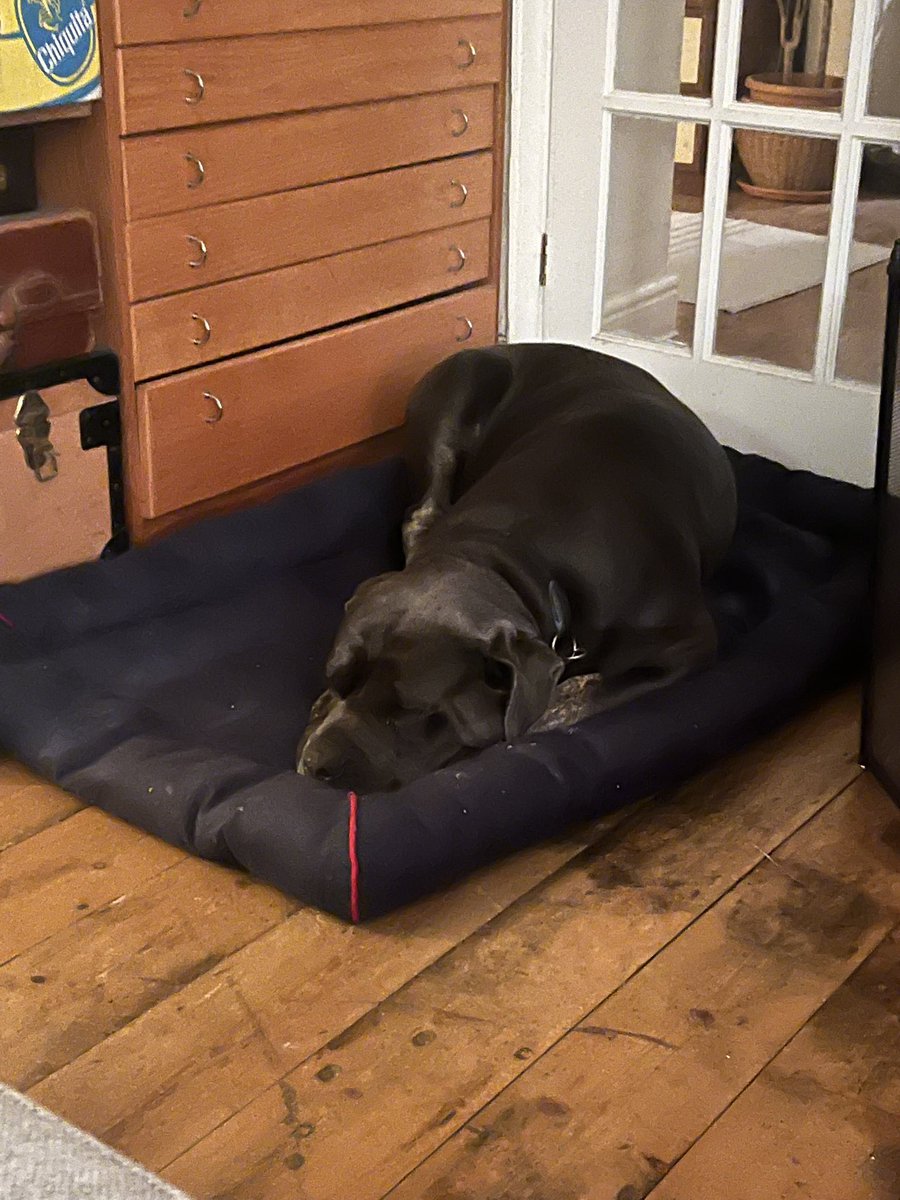 claudejarczyk's tweet photo. @ClassicFM , Blue is usually very scared but is very calm at the moment listening to Classic FM! Thanks! https://t.co/yFtvb7aiY2
