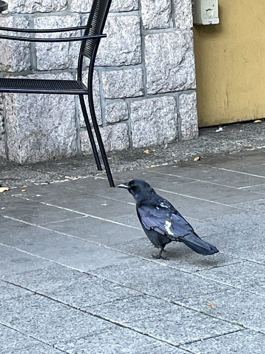 HulaBabee's tweet photo. I just saw a bird get pooped on by another bird. So basically current Twitter in a one-act play. https://t.co/KsTET0srvq