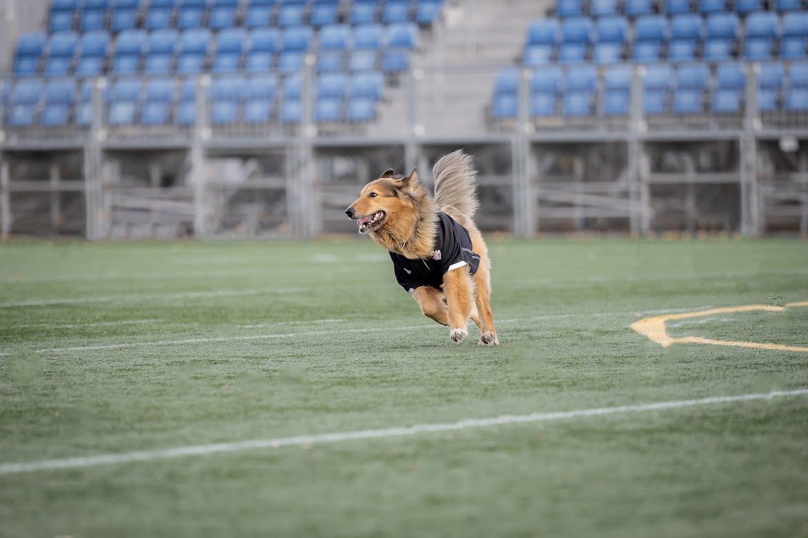Griffins_WSOC's tweet photo. W⚽️ | TEAM DOG https://t.co/M0RvbCrICL