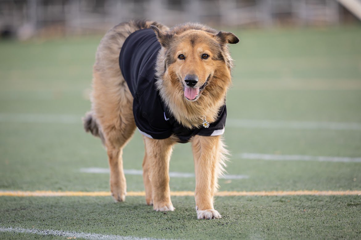 Griffins_WSOC's tweet photo. W⚽️ | TEAM DOG https://t.co/M0RvbCrICL