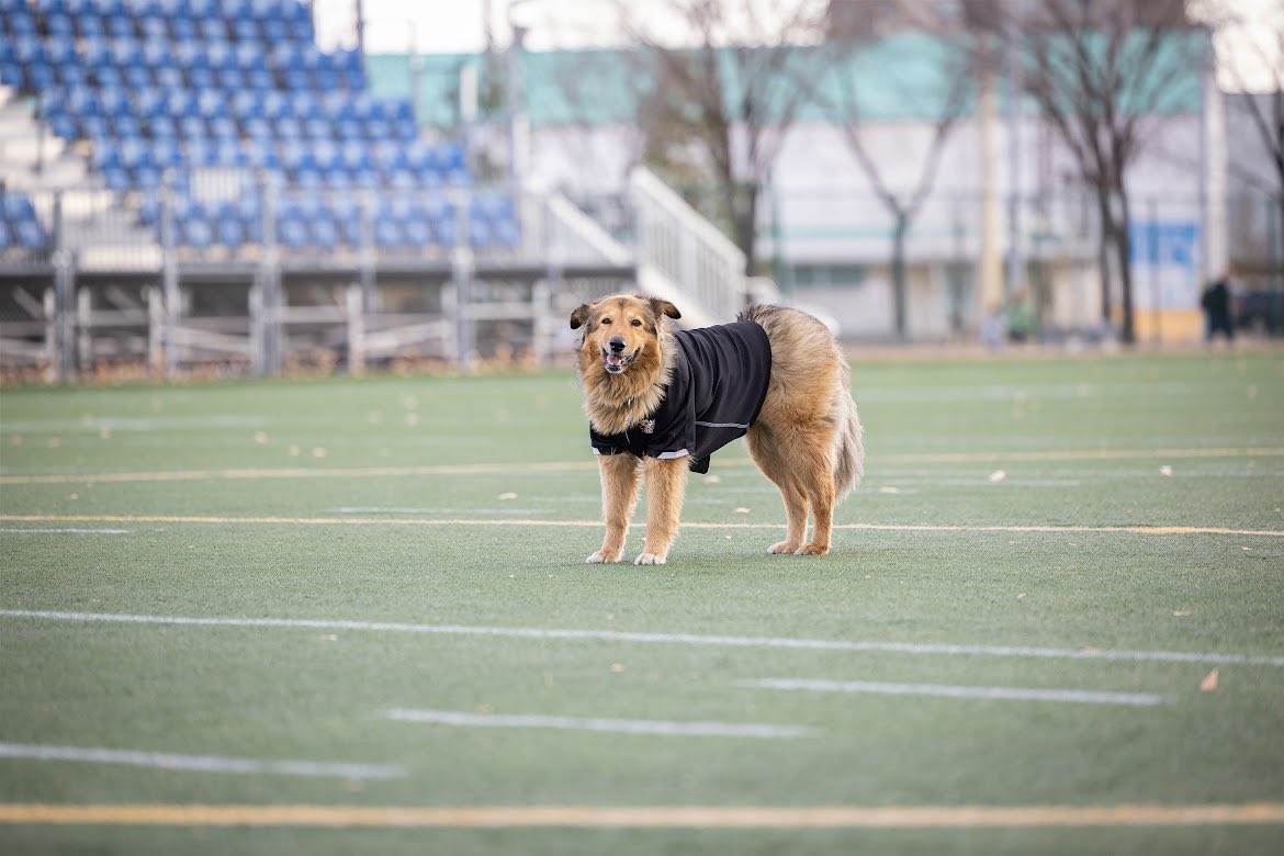 Griffins_WSOC's tweet photo. W⚽️ | TEAM DOG https://t.co/M0RvbCrICL