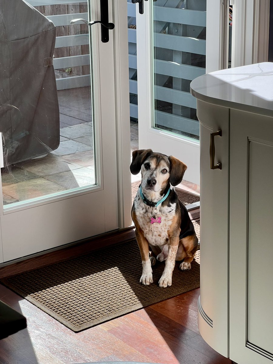 Can I come out of the time out now? I really didn’t mean to eat the toast off the counter #sorrynotsorry #dogs #beagle
