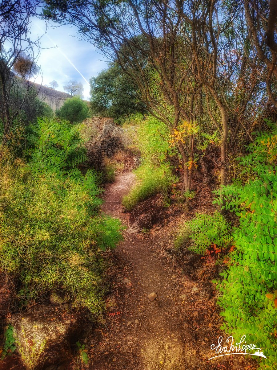 EvaM_Lopez's tweet photo. #AlcaláLaReal #Jaén #Andalucía #Noviembre #otoño🍁🍂 #viernes #photooftheday #JaénParaísoInterior #fotografía #paisaje #sendero #LosZumaques #vereda #camino #landscape #bosque #zumacal #naturaleza #zumaque #planta #rama #color #otoñal #verde #green https://t.co/ti4V12yYrJ