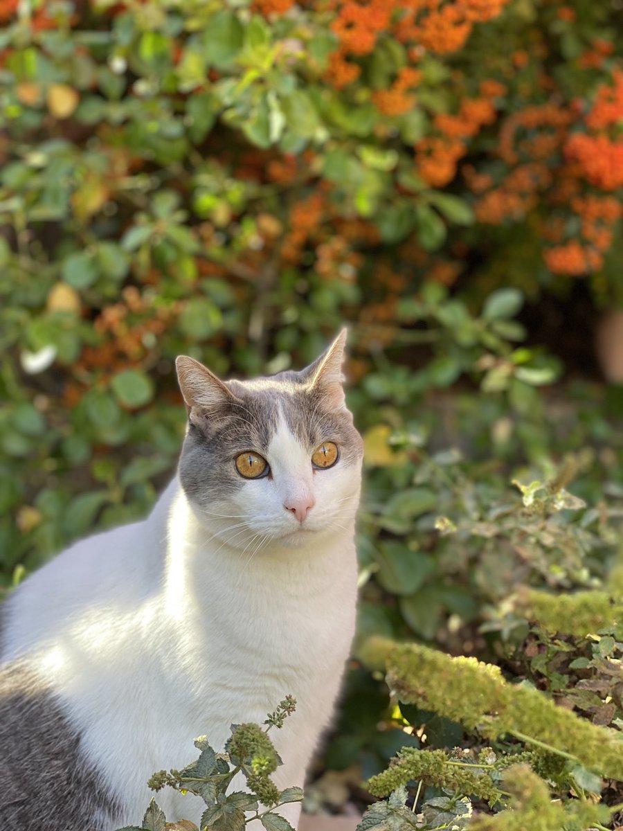 My fav photo of Misty so far, look at this lil derpy bean
