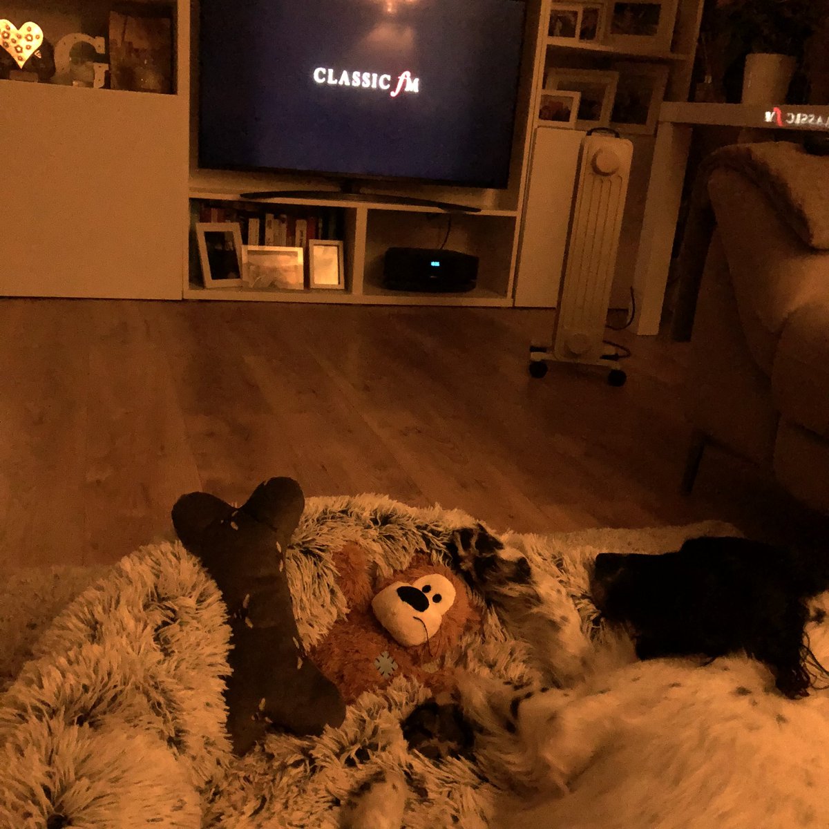 Thank you #PetClassics <a href="/ClassicFM/">Classic FM</a> after a hydrotherapy session Jack Garrett is now snuggled down with Charlotte and some relaxing fire work distracting tunes ❤️