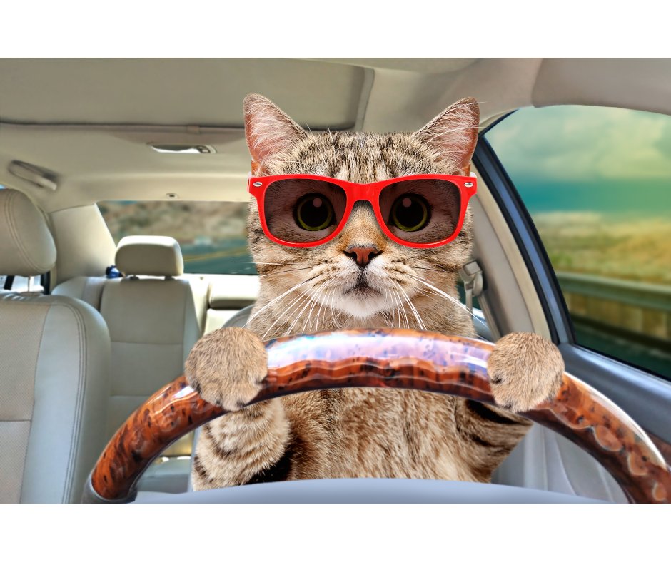 qualityauto1996's tweet photo. It's that time of year again when animals will crawl into your vehicle to keep warm. Strays and small runaway pets may hide under your car, on the tires, or even under the hood.

Check for any animals before you start it.

[Pic for attention 😉😆]

#cartips #winter https://t.co/QHfek17GZ5