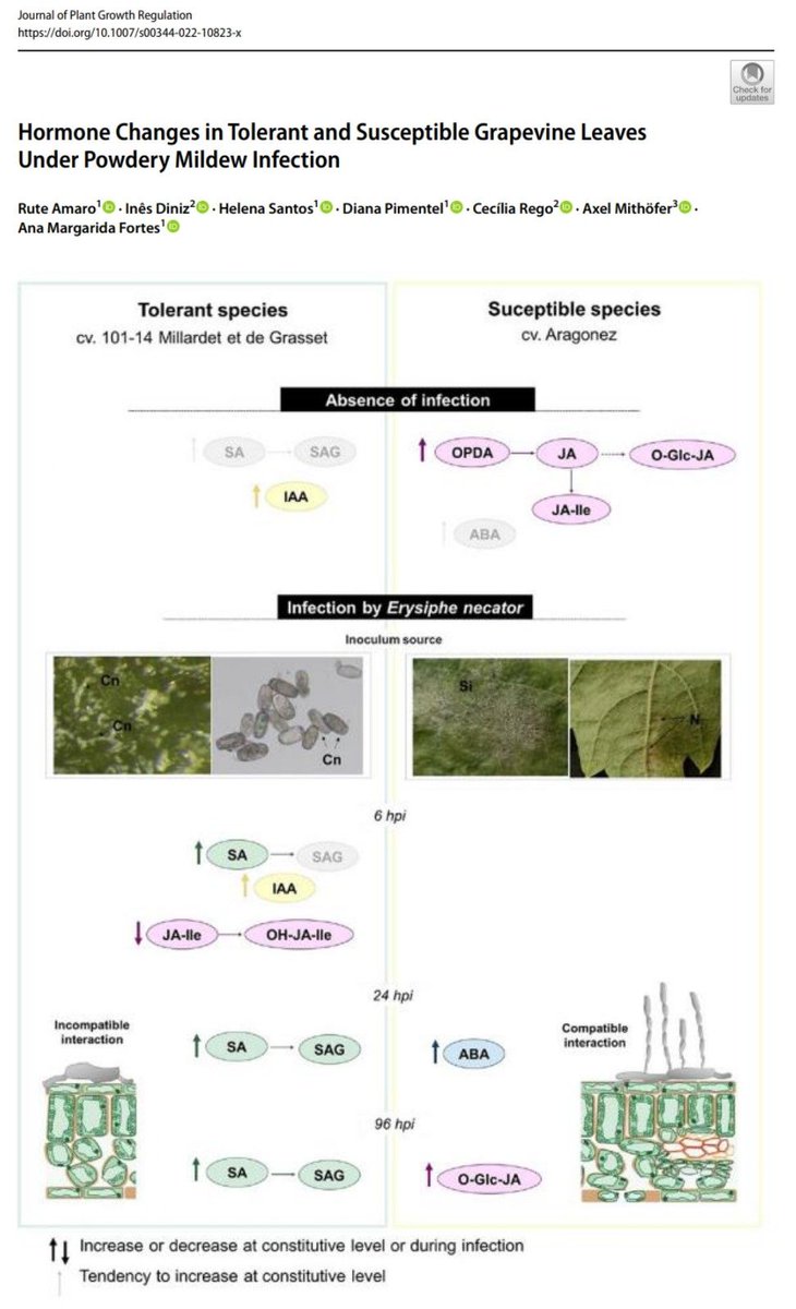 fruitfgb's tweet photo. Our new article in the Journal of Plant Growth Regulation shows that the basal #hormonal content seems to determine the type of interaction between #grapevine and the causal agent of #Powdery #mildew. 🍇🦠
https://t.co/Y9yowQBrGg

@SpringerPlants @BioISI @LEAF22312605 @MPI_CE https://t.co/16uERpERBq