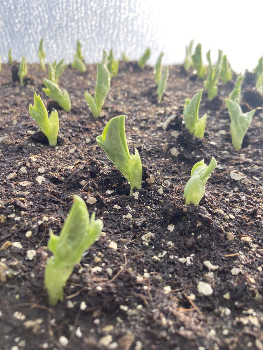 Norwich FarmShare (@farm_share) on Twitter photo 