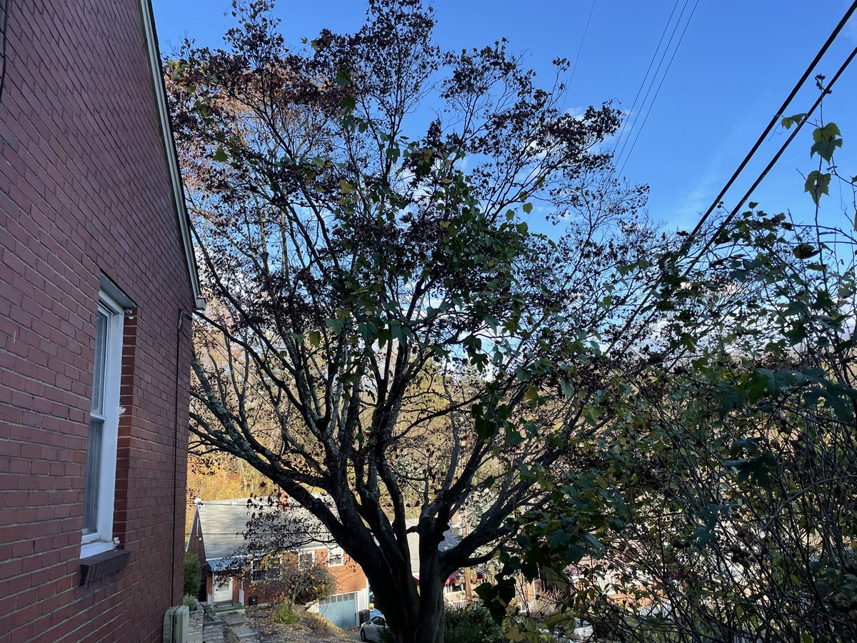 jlacomis's tweet photo. @Pgh311 Plants (incl. porcelainberry) from the city’s unmaintained Hilltop Way between Hazelwood and Georgekay have started growing on to my property: https://t.co/szhyVuCsaj