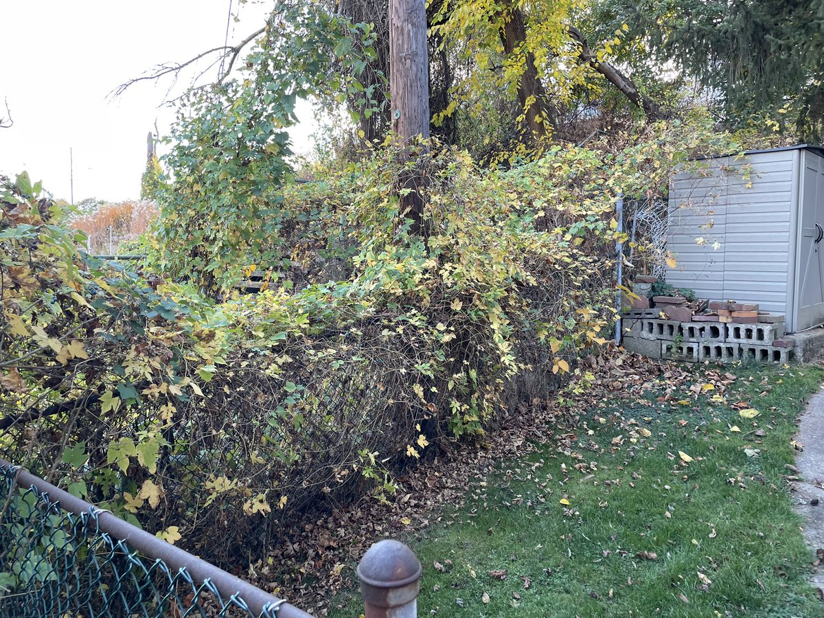 jlacomis's tweet photo. @Pgh311 Plants (incl. porcelainberry) from the city’s unmaintained Hilltop Way between Hazelwood and Georgekay have started growing on to my property: https://t.co/szhyVuCsaj