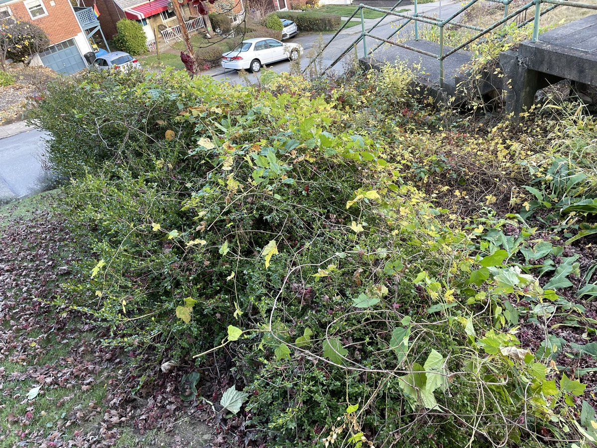 jlacomis's tweet photo. @Pgh311 Plants (incl. porcelainberry) from the city’s unmaintained Hilltop Way between Hazelwood and Georgekay have started growing on to my property: https://t.co/szhyVuCsaj