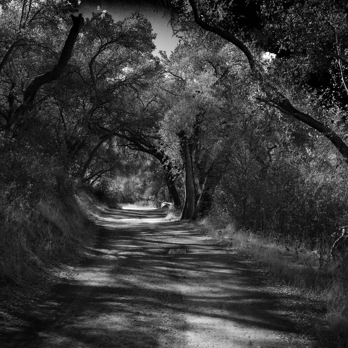 A walk beneath the oaks at Blue Sky Reserve near home. #grsnaps #poway #blueskyreserve #oaks #ricohgriiix #ricohgr #monochrome #blackandwhite ⁦@cityofpoway⁩