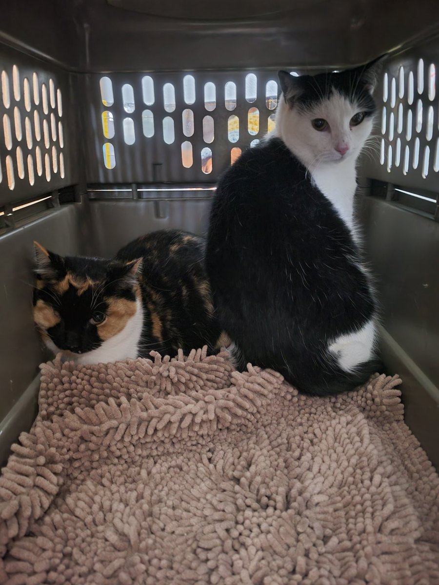 soitgoes86's tweet image. I got some friends today 💕