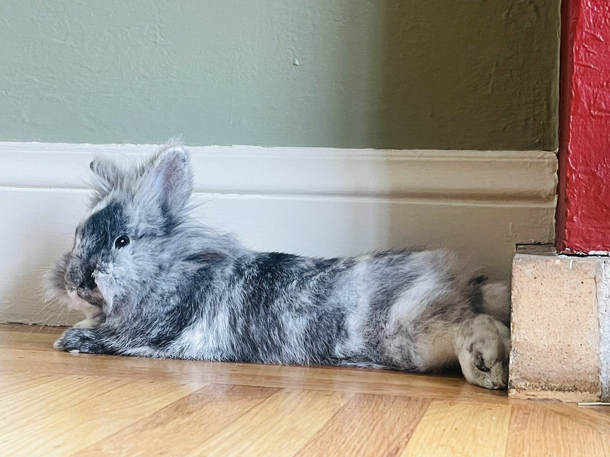 BunSilver's tweet photo. Silver Bun Bunette is hard at work on this chilly fall day! She’s feeling very spry and rambunctious! We are pulling out all the stops for her this morning! Here are a few of the activities she’s loving! @Ashlee_withanE https://t.co/cuNX9SMMzd