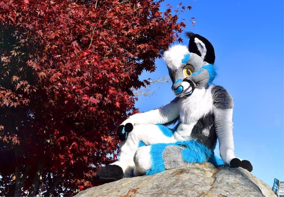 Twilight_Saint's tweet photo. Whether you’re hot to trot, cool cat or not, you can chill at this awesome spot😎

#fursuit #furry #furries https://t.co/CkaT8gAW5w