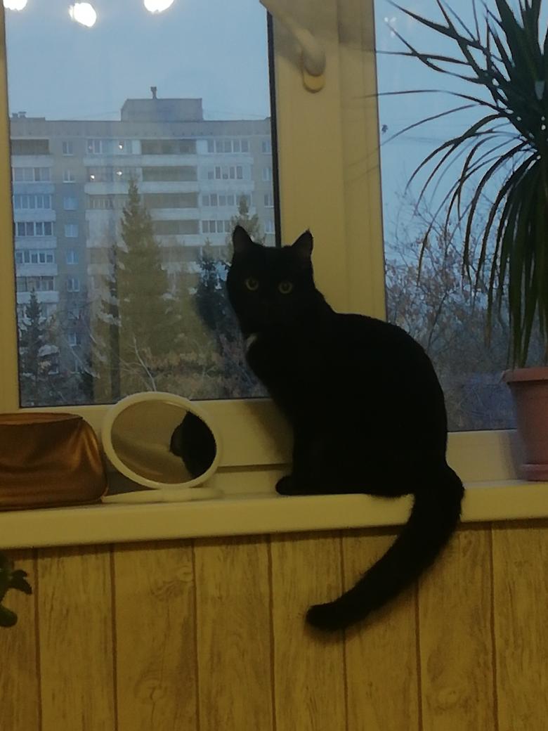 sugarcandle2's tweet photo. Давно меня тут не было, поэтому поглядите как подрос курсед и как славно он меня поцарапал https://t.co/x6Lv19cSpe