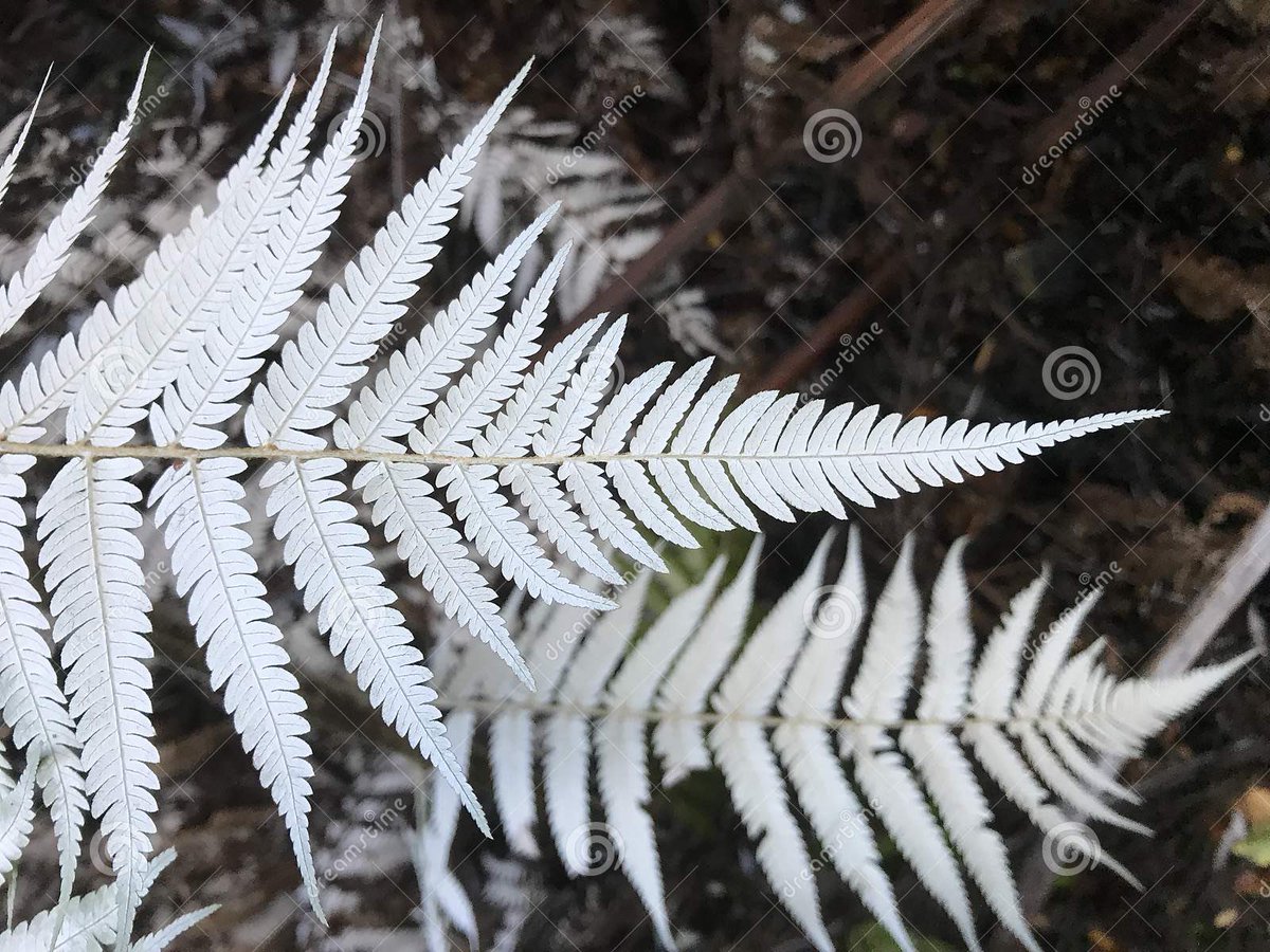 ElTwitto's tweet photo. Check out my photo on Dreamstime #dreamstimeapp #fern #blackandwhite #newzealand  https://t.co/JXVOZc5eMJ https://t.co/dowxATOlsk