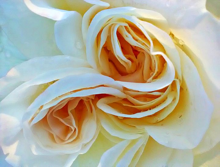 Featured Art of the Day: "Light Yellow Rose". Buy it at: ArtPal.com/JD1?i=128036-3