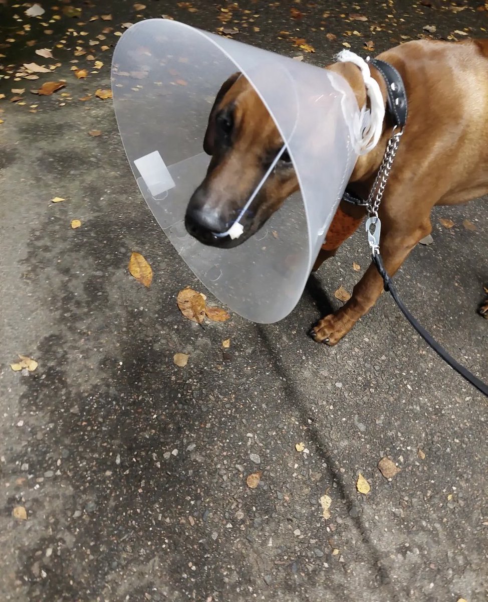 RhodesianRocky's tweet photo. Kävin lomalla tehohoidossa. Ei ollut häävi lomapaikka, vaikka hoito olikin erinomaista. Tulin takaisin kotiin. Täällä on parempi ❤️ https://t.co/B94wS6FbQb