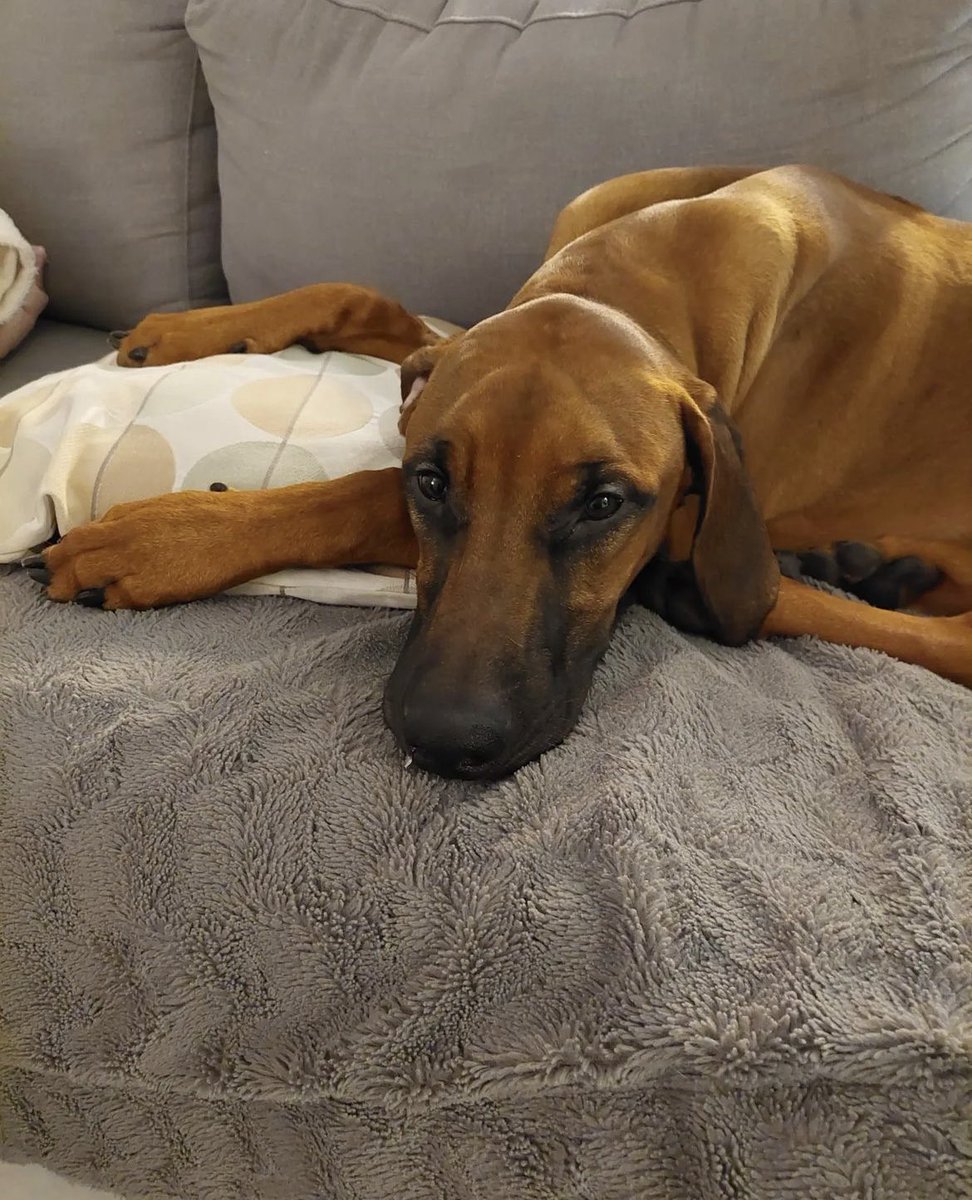 RhodesianRocky's tweet photo. Kävin lomalla tehohoidossa. Ei ollut häävi lomapaikka, vaikka hoito olikin erinomaista. Tulin takaisin kotiin. Täällä on parempi ❤️ https://t.co/B94wS6FbQb