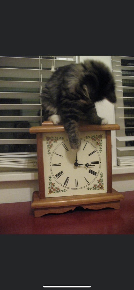 carolann0909's tweet image. If you’re in the US … and your state still (cruelly) changes the clocks … be sure to remind your cats that they have to turn them back tonight.
#SpringForwardFallBack #Caturday