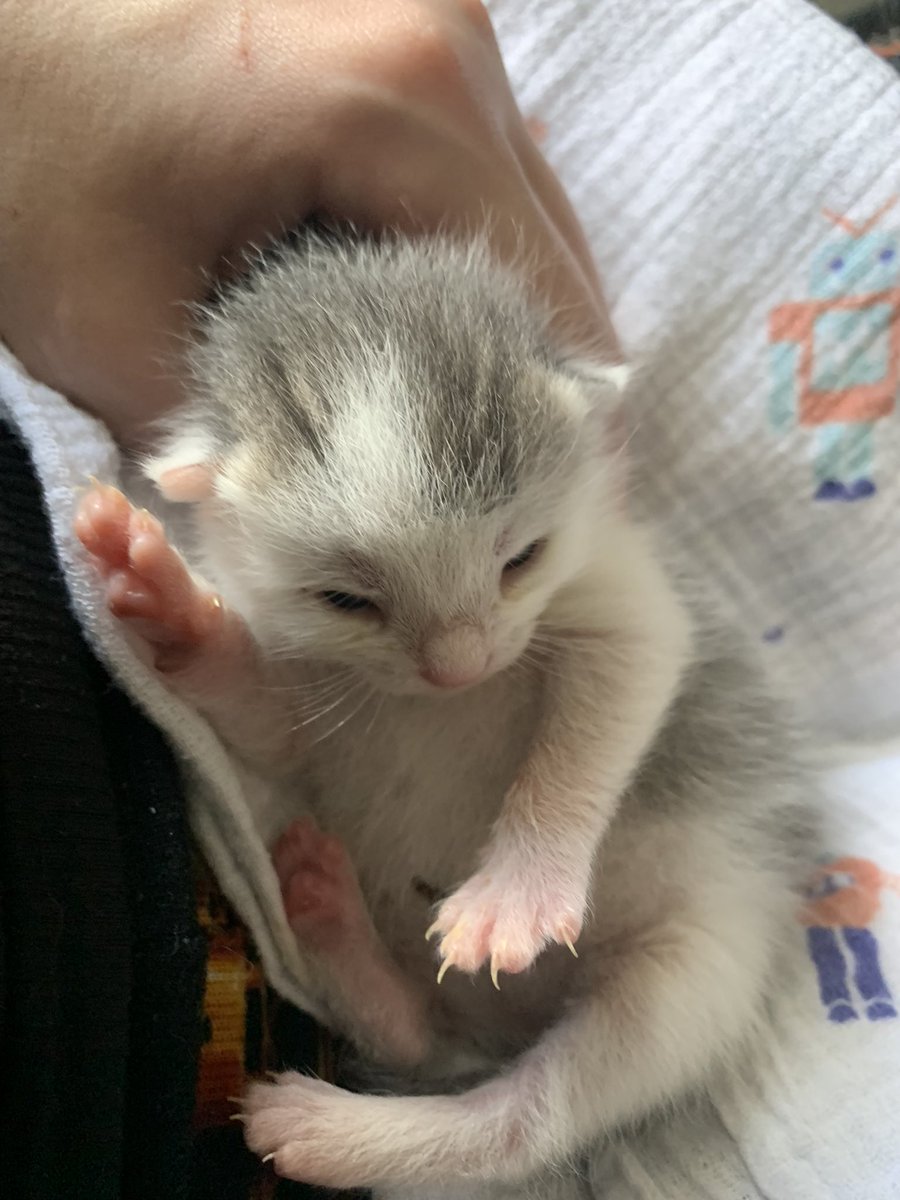 not my kitten but mine to hold and feed for like an hour today. peace and blessings