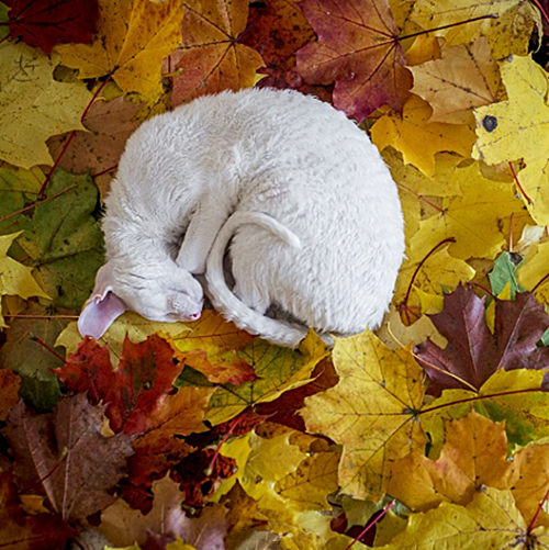 Havilah_V's tweet photo. #Caturday:
#Autumn #Fall #AutumnColors #FallColors #AutumnLeaves #FallLeaves #SweaterWeather #FallingLeaves #Cat #Cats #CatsInCostumes #CornishRexCat #WhiteCat - Photo by crx_doubletrouble
Good night, all! https://t.co/n8oPTrEd4X
