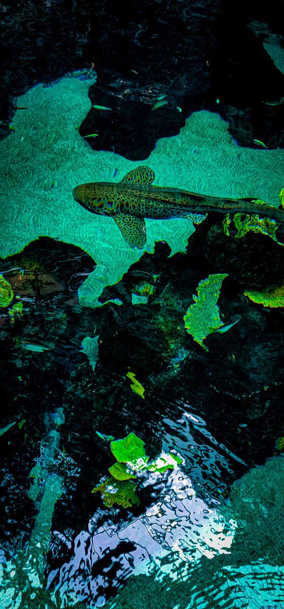 96jazzybear69's tweet photo. Photo: Minnesota Zoo.
#fishes #fish #tigershark #beautiful #colorful #photos #photography https://t.co/cUmONHZkRP