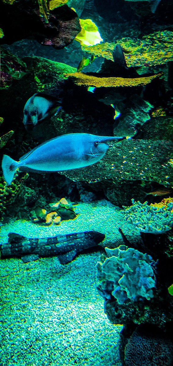 96jazzybear69's tweet photo. Photo: Minnesota Zoo.
#fishes #fish #tigershark #beautiful #colorful #photos #photography https://t.co/cUmONHZkRP