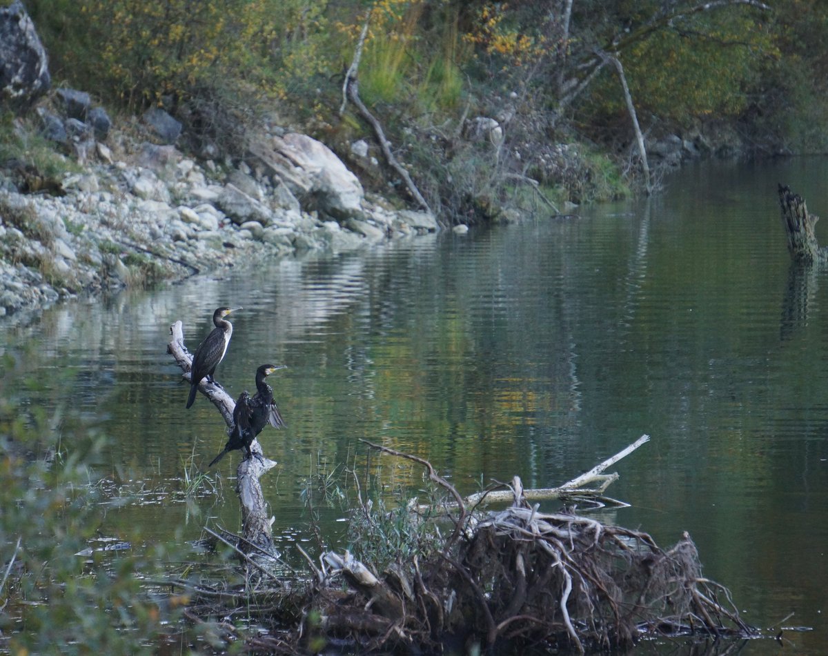 Caline_39's tweet photo. Sur un arbre perché....
Grand Cormoran sur le lac de Vouglans !
😍❤️👌🦅 https://t.co/ECQZOAKxIr