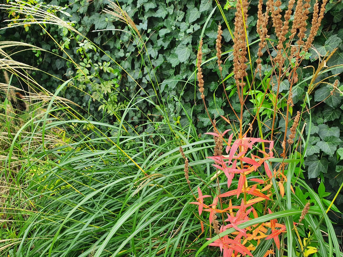 KleineTuinen's tweet photo. #najaar in onze eigen #kleineTuin
De #Hedera in bloei,
witbont blad van #Brunnera macrophylla en #Carex Ice Dance voor een donkere hoek,
#herfstkleuren van #Lythrum salicaria, pluimen van Miscanthus
en de #Echinacea is ook nog mooi na de bloei... https://t.co/1kYscviVd3