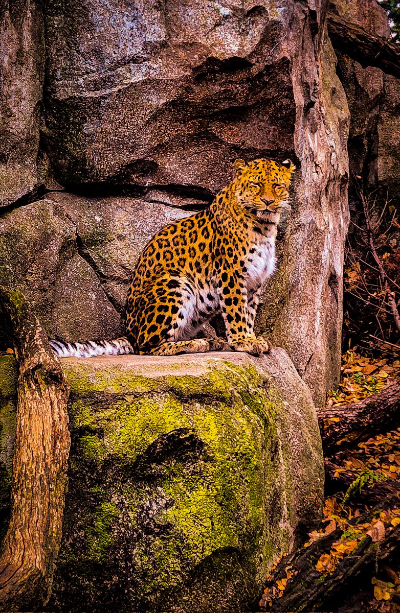 96jazzybear69's tweet photo. Photo: Minnesota Zoo.
#bigbois #beautiful #nature #animals #cats #photography #zoo https://t.co/aJ8kgqs1i0