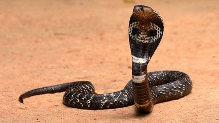 nanduti's tweet photo. 😳Niño de 8 años mata a mordidas a una cobra🐍

La serpiente se había enredado alrededor del brazo del menor mientras jugaba, bajo un estado de desesperación mordió el cuerpo del animal hasta matarlo, evitando que inyecte su letal veneno.

Sucedió en la India. #1020AM https://t.co/Yb1wyAFUWA