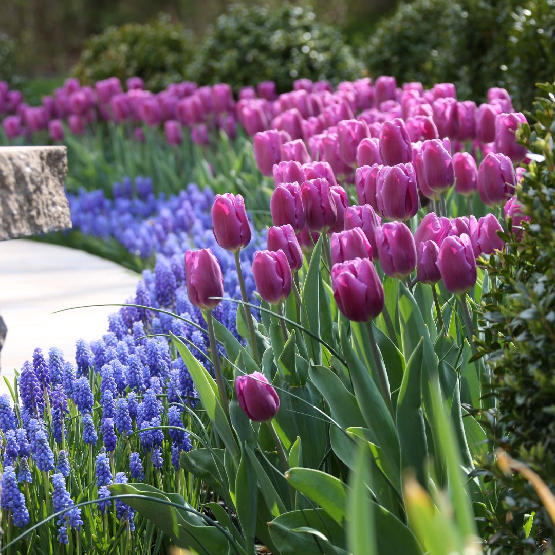 There's still time to plant spring-blooming bulbs! Shop our end of season sale and save 40% on tulips, daffodils, hyacinths, muscari, alliums and more. While supplies last.